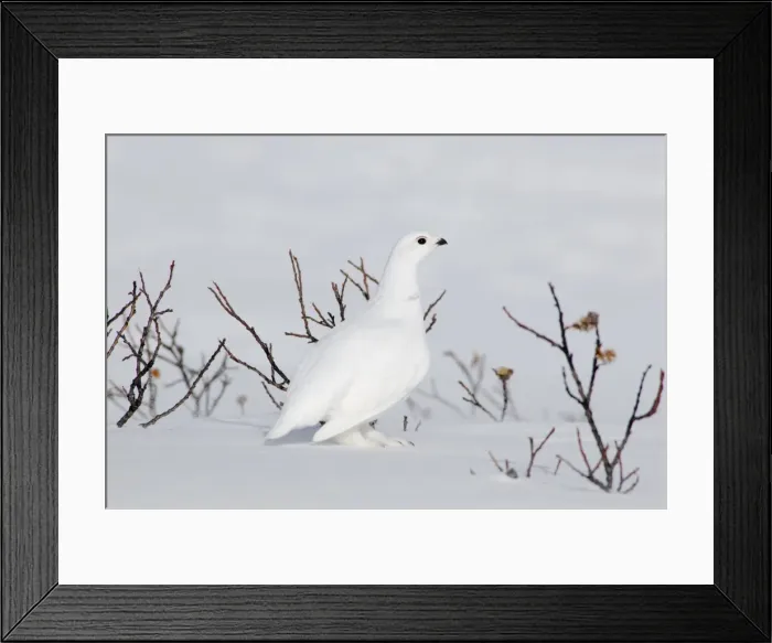 Framed Print : White-tailed Ptarmigan - male in snow _B2A2572
