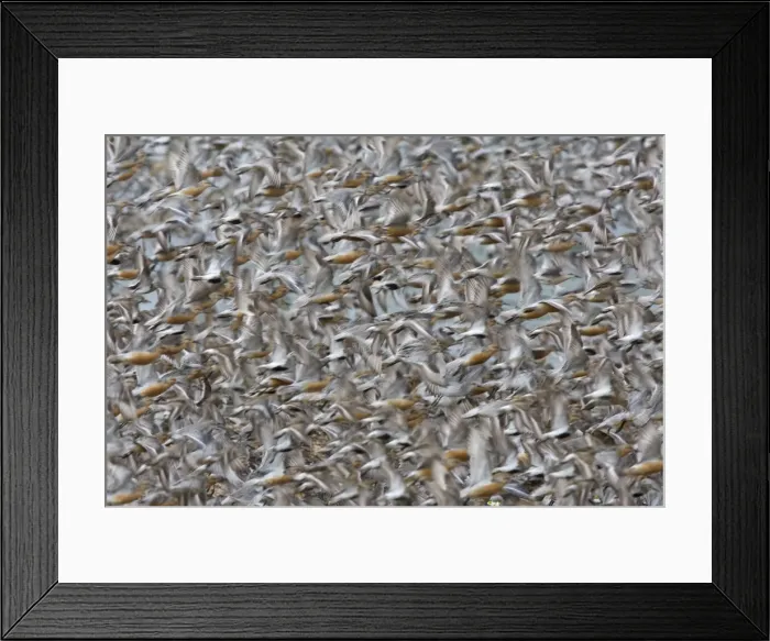 Framed Print : Knot. CK-4501. Knot. Calidris canutus. Chris Knights Framed Print : Knot. CK-4501. Knot. Calidris canutus. Chris Knights