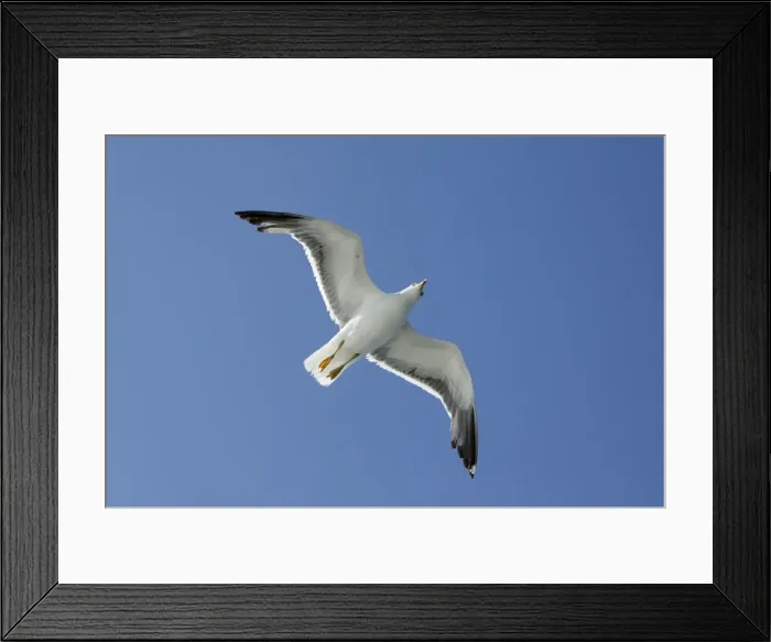 Framed Print : Lesser black-back Gull - in flight - Texel - Holland Framed Print : Lesser black-back Gull - in flight - Texel - Holland