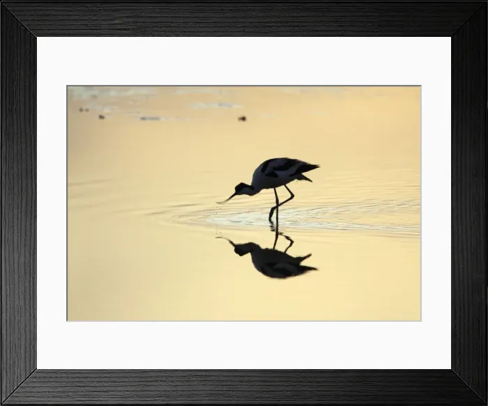 Framed Print : Avocet - feeding in shallow lake at sunset, Island of Texel, Holland Framed Print : Avocet - feeding in shallow lake at sunset, Island of Texel, Holland