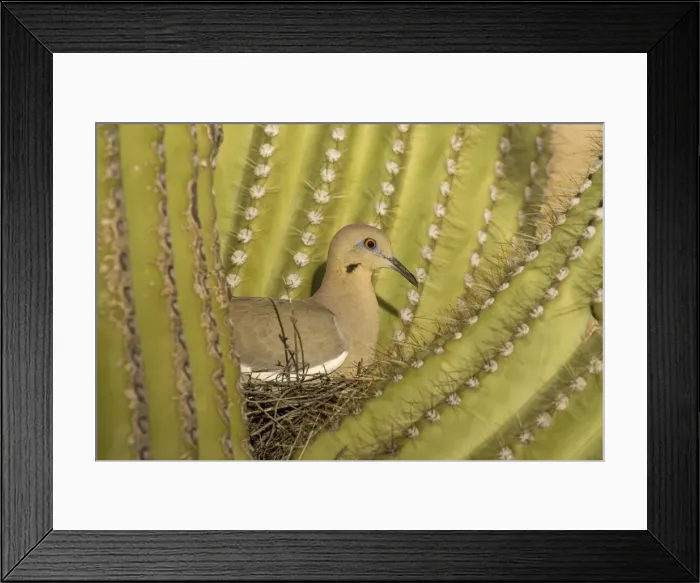 Framed Print : White-winged Dove - Sitting on the nest which is well protected by the spines of a Giant Saguaro cactus (Carnegiea gigantea). The saguaro is the symbol of the American Southwest and indicator of the Sonoran Desert. Saguaro National Park