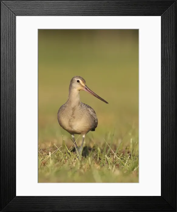 Framed Print : Hudsonian Godwit - first winter Non-breeding plumage - November in CT. USA