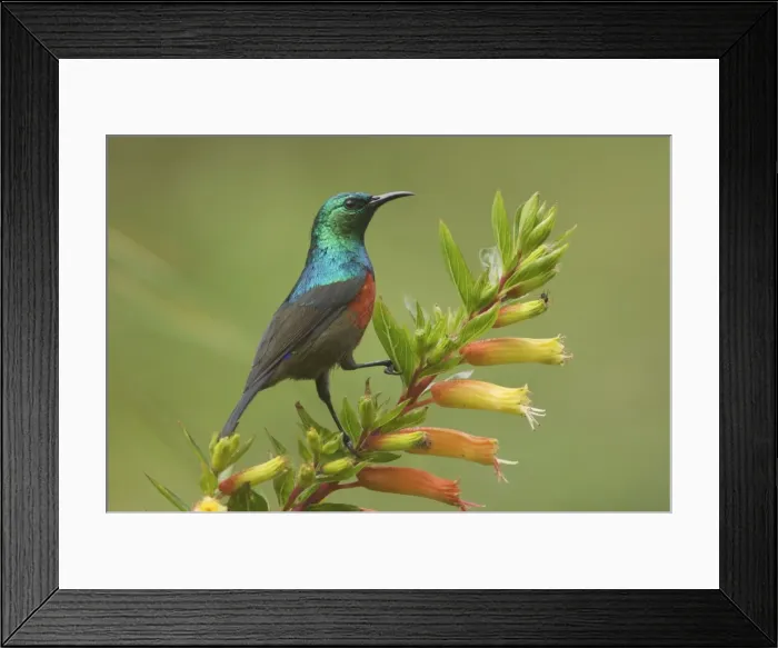 Framed Print : Ruwenzori Double Collared Sunbird - Nyungwe - Rwanda - Africa Framed Print : Ruwenzori Double Collared Sunbird - Nyungwe - Rwanda - Africa