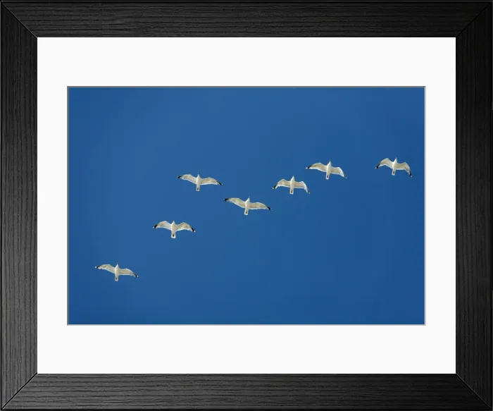 Framed Print : Herring Gull - flock in flight - Island of Texel - Holland Framed Print : Herring Gull - flock in flight - Island of Texel - Holland