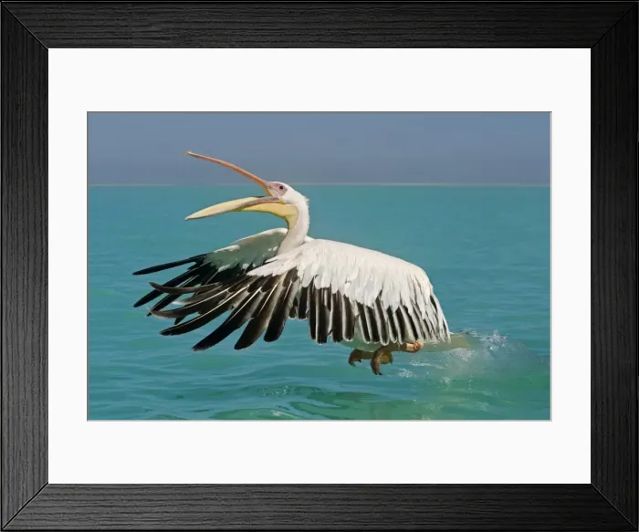 Framed Print : Great White Pelican - taking off from the water - with beak open - Atlantic Ocean - Namibia - Africa Framed Print : Great White Pelican - taking off from the water - with beak open - Atlantic Ocean - Namibia - Africa