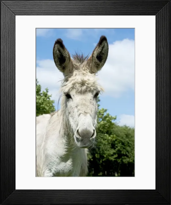 Framed Print : Donkey - close-up of head Framed Print : Donkey - close-up of head