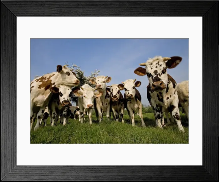 Framed Print : Cattle - Normande Breed - herd in field facing camera Framed Print : Cattle - Normande Breed - herd in field facing camera