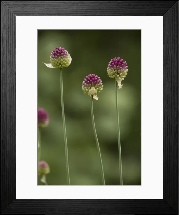 Framed Print : Round-headed leek (Allium sphaerocephalon). very rare in Britain Framed Print : Round-headed leek (Allium sphaerocephalon). very rare in Britain