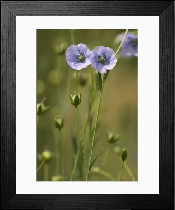 Framed Print : Flower of flax (Linum usitatissimum), widespread cultivated plant for seeds and fibres Framed Print : Flower of flax (Linum usitatissimum), widespread cultivated plant for seeds and fibres