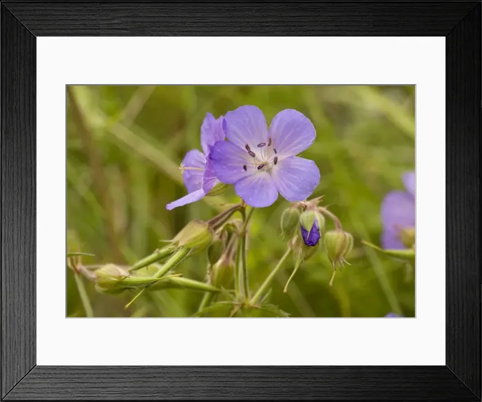 Framed Print : Meadow cranesbill (Geranium pratense). Wilts Framed Print : Meadow cranesbill (Geranium pratense). Wilts