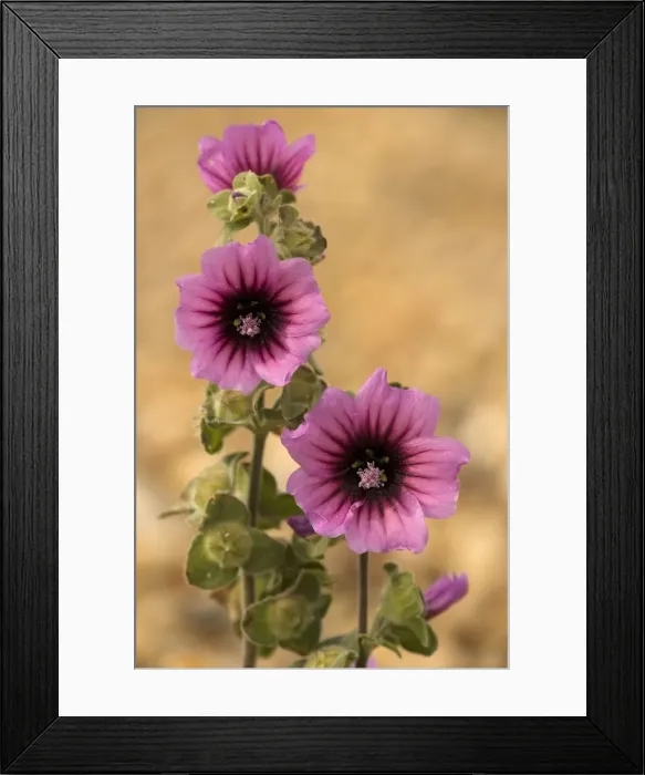 Framed Print : Tree-mallow (Lavatera arborea). Dorset coast Framed Print : Tree-mallow (Lavatera arborea). Dorset coast
