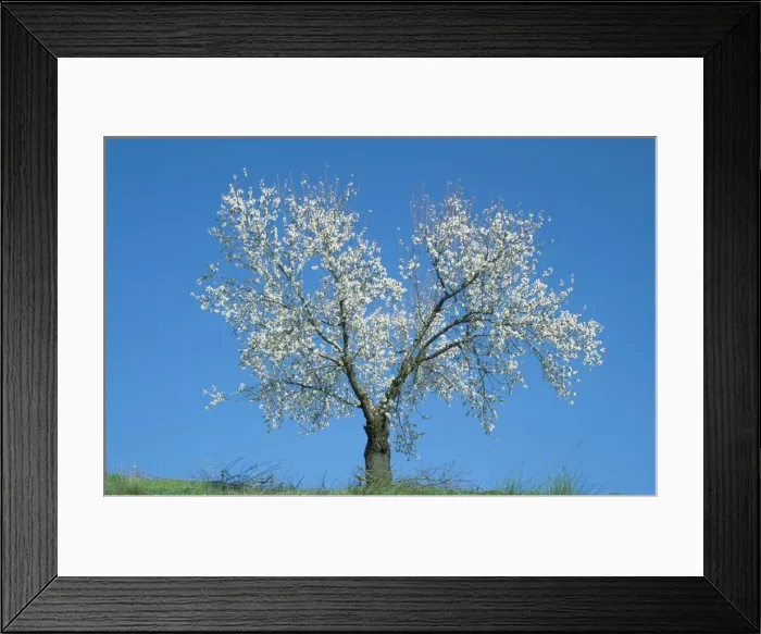 Framed Print : Almond Tree - in February in full blossom near the town of Alhama de Granada; province of Granada, Andalucia, Spain almond tree 275. tif Framed Print : Almond Tree - in February in full blossom near the town of Alhama de Granada; province of Granada, Andalucia, Spain almond tree 275. tif