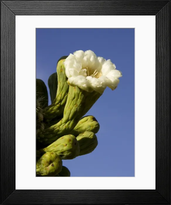 Framed Print : Giant Saguaro - Buds and flower, photographed in late April at the beginning of the saguaro blossom. The saguaro is the symbol of the American Southwest and indicator of the Sonoran Desert Framed Print : Giant Saguaro - Buds and flower, photographed in late April at the beginning of the saguaro blossom. The saguaro is the symbol of the American Southwest and indicator of the Sonoran Desert