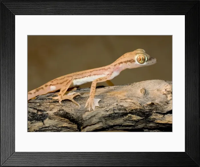 Framed Print : Arabian Sand Gecko / Arabian short-fingered Gecko - showing unusual webbed feet - adaptation for extra grip on sand - Abu Dhabi - United Arab Emirates Framed Print : Arabian Sand Gecko / Arabian short-fingered Gecko - showing unusual webbed feet - adaptation for extra grip on sand - Abu Dhabi - United Arab Emirates