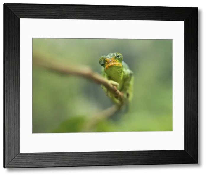 Framed Print : Ruwenzori Three Horned Chameleon - adult female - Nyungwe - Rwanda - Africa Framed Print : Ruwenzori Three Horned Chameleon - adult female - Nyungwe - Rwanda - Africa