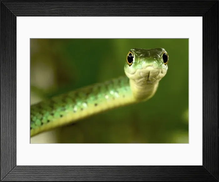 Framed Print : Spotted Bush Snake - on a tree - Tanzania - Africa Framed Print : Spotted Bush Snake - on a tree - Tanzania - Africa