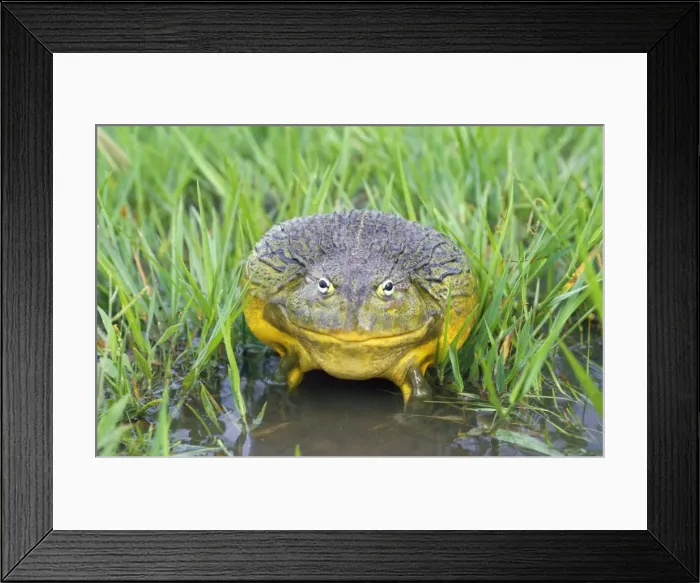 Framed Print : African Bull Frog - Savuti Botswana Framed Print : African Bull Frog - Savuti Botswana