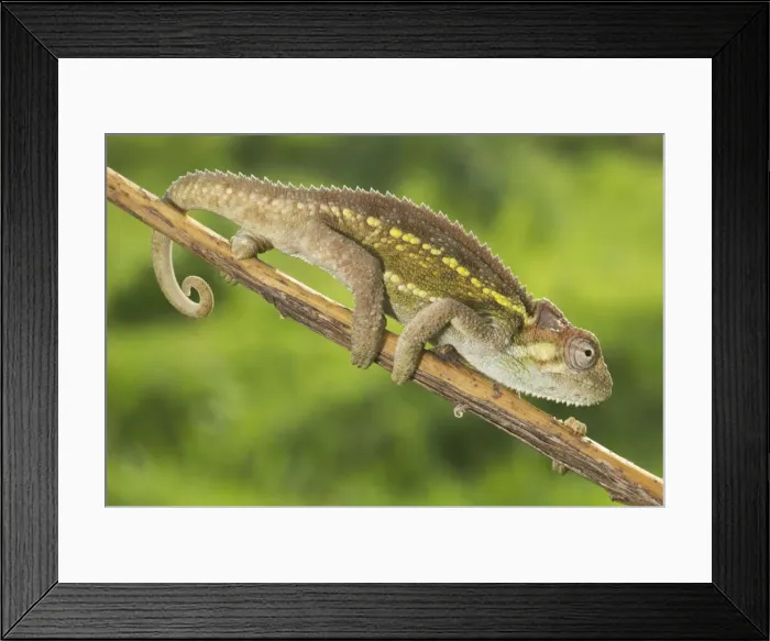 Framed Print : Ruwenzori Side Striped Chameleon - adult on a branch - Tanzania - Africa Framed Print : Ruwenzori Side Striped Chameleon - adult on a branch - Tanzania - Africa