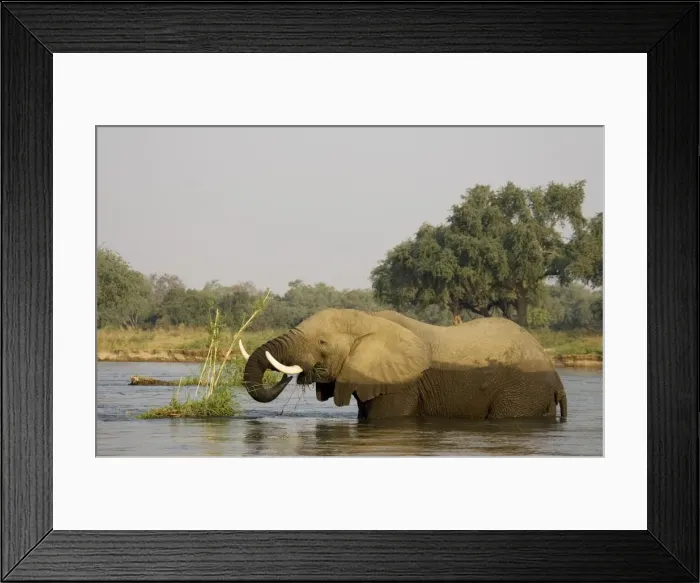 Framed Print : African Elephant - Bull feeding on a little grass and reed island in the Zambezi River. In the background the bank of the Mana Pools National Park in Zimbabwe. Lower Zambezi National Park, Zambia / Mana Pools National Park, Zimbabwe Framed Print : African Elephant - Bull feeding on a little grass and reed island in the Zambezi River. In the background the bank of the Mana Pools National Park in Zimbabwe. Lower Zambezi National Park, Zambia / Mana Pools National Park, Zimbabwe
