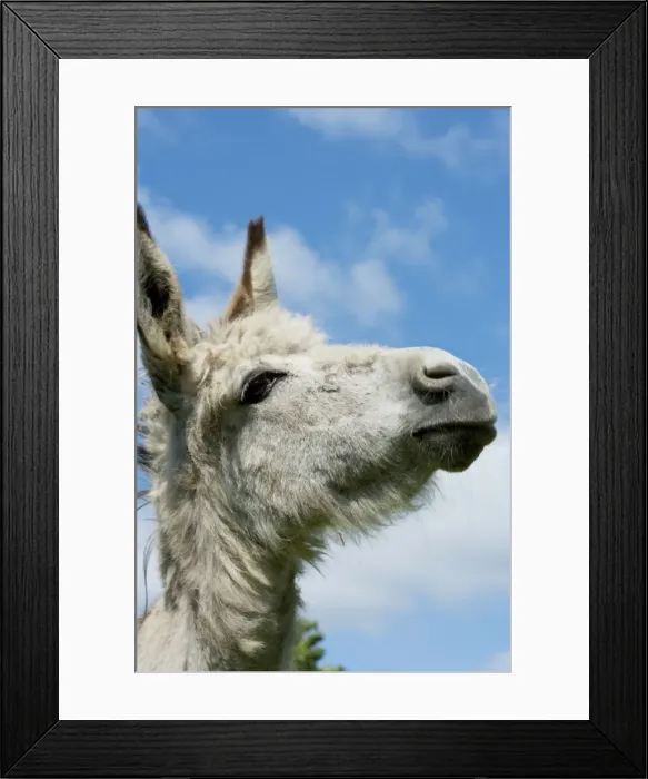 Framed Print : Donkey - close-up of head Framed Print : Donkey - close-up of head