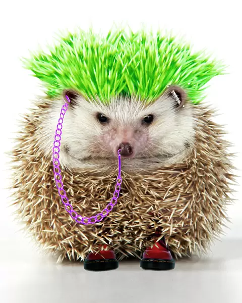 Punk boy Hedgehog - Manipulated image (hair extended & coloured. Jewellery added)