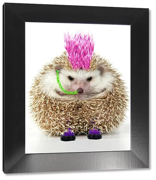 Punk girl Hedgehog - Manipulated image (hair extended & coloured. Jewellery added)