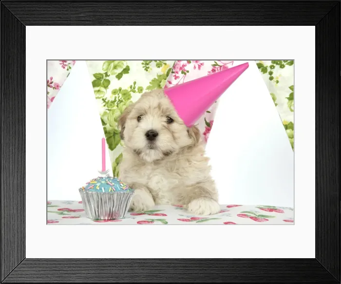 Framed Print : Dog - 7 week old Lhasa Apso cross Shih Tzu puppy in pink party hat Framed Print : Dog - 7 week old Lhasa Apso cross Shih Tzu puppy in pink party hat