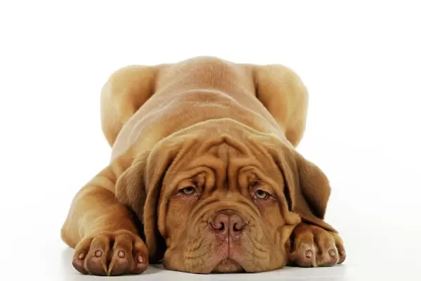 DOG. Dogue de bordeaux puppy laying down