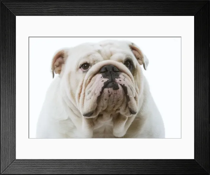 Framed Print : Dog - English Bulldog Framed Print : Dog - English Bulldog