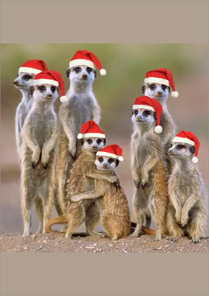 Suricate  /  Meerkat - family with young wearing Christmas hats. Digital Manipulation: Hats JD