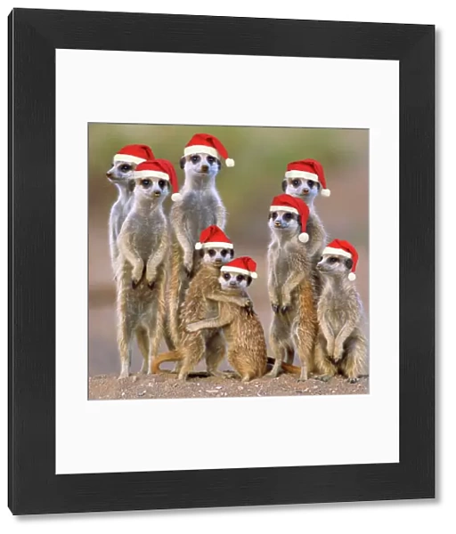 Suricate  /  Meerkat - family with young wearing Christmas hats. Digital Manipulation: Hats JD