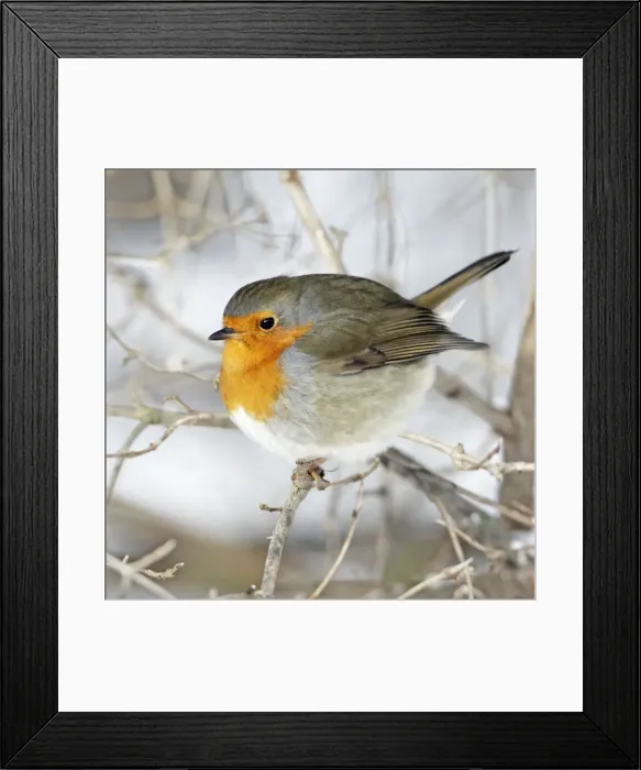 Framed Print : Robin - perched on branch in snow - Lower Saxony - Germany (Manipulated Image: Claws & branch in front of bird removed, shadows lightened) Framed Print : Robin - perched on branch in snow - Lower Saxony - Germany (Manipulated Image: Claws & branch in front of bird removed, shadows lightened)