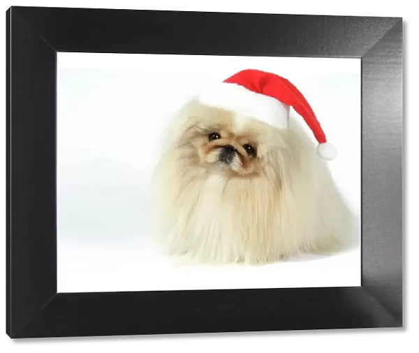 DOG - Pekingese in Christmas hat Digital Manipulation: Hat JD