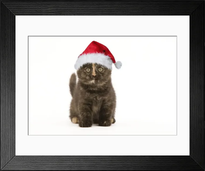 Framed Print : British Shorthair Cat - 8 week old kitten in Christmas hat Digital Manipulation: Hat Su Framed Print : British Shorthair Cat - 8 week old kitten in Christmas hat Digital Manipulation: Hat Su