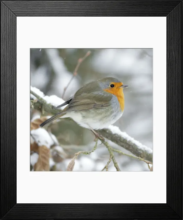 Framed Print : Robin - perched on branch in snow - Lower Saxony - Germany Framed Print : Robin - perched on branch in snow - Lower Saxony - Germany