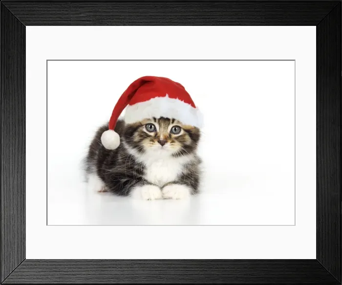 Framed Print : Cat - Kitten with Christmas hat Digital Manipulation: Hat JD Framed Print : Cat - Kitten with Christmas hat Digital Manipulation: Hat JD