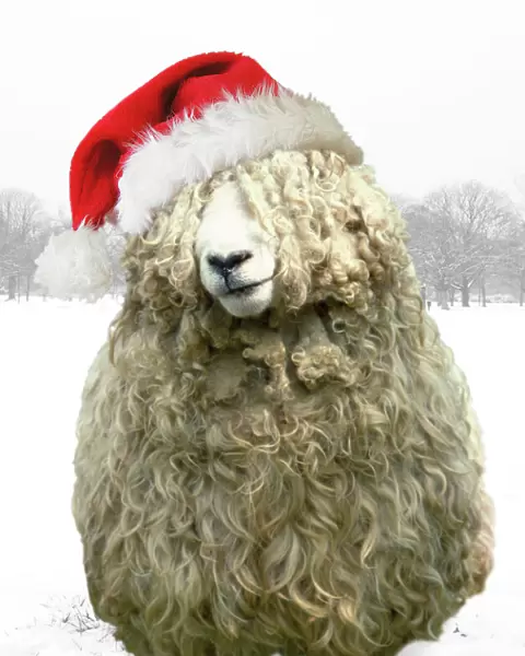 Longwool Sheep - wellington boots wearing Christmas hat Digital Maipulation Background, boots, hat all (Su)