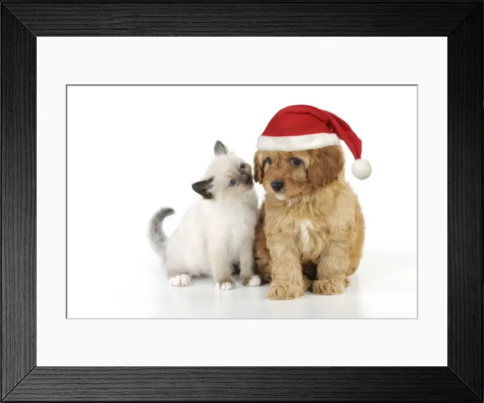 Framed Print : DOG. Cockerpoo puppy (Poodle X Cocker Spaniel 7wks old) in a Christmas hat with a kitten Framed Print : DOG. Cockerpoo puppy (Poodle X Cocker Spaniel 7wks old) in a Christmas hat with a kitten
