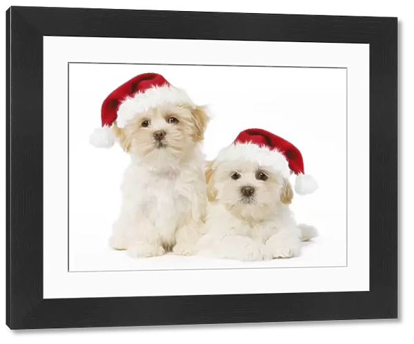 Dog - Lhassa Apso puppies with Christmas hats Digital Manipulation: Hat Su