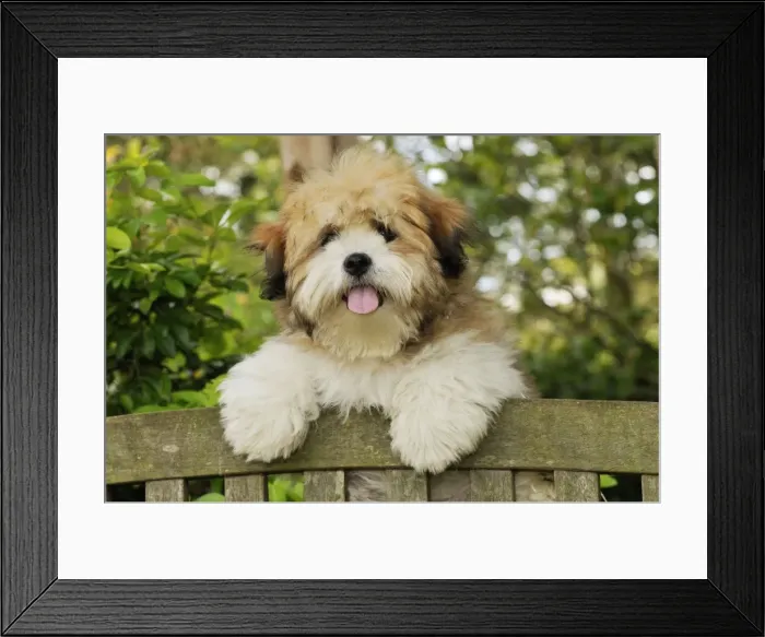 Framed Print : Teddy Bear dog Framed Print : Teddy Bear dog