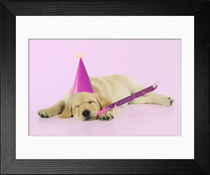 Framed Print : DOG. Labrador (8 week old pup) with party hat and party blower Digital Manipulation: party hat (JD). blower, hat & B / G to pink Framed Print : DOG. Labrador (8 week old pup) with party hat and party blower Digital Manipulation: party hat (JD). blower, hat & B / G to pink