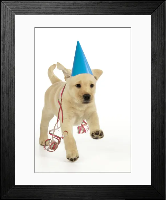 Framed Print : Dog. 8 week old labrador puppy in party hat and streamers Digital Manipulation: party hat, streamers JD Framed Print : Dog. 8 week old labrador puppy in party hat and streamers Digital Manipulation: party hat, streamers JD