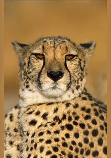 Cheetah - female Namibia Africa