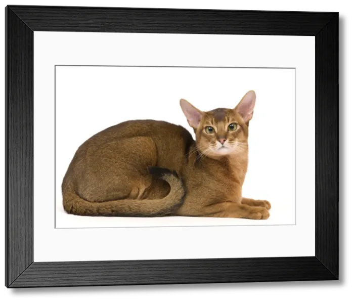 Framed Print : Cat - Abyssinian / Hare cat Framed Print : Cat - Abyssinian / Hare cat