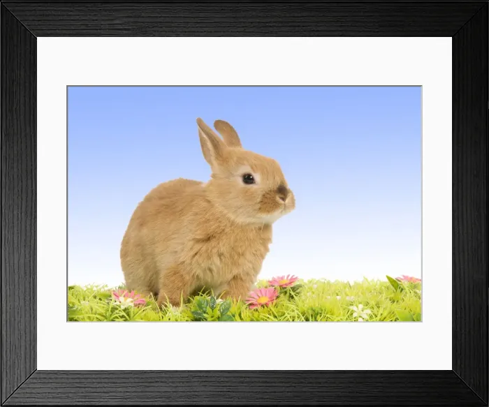 Framed Print : Dwarf Rabbit - with flowers Digital Manipulation: background from white to blue Framed Print : Dwarf Rabbit - with flowers Digital Manipulation: background from white to blue
