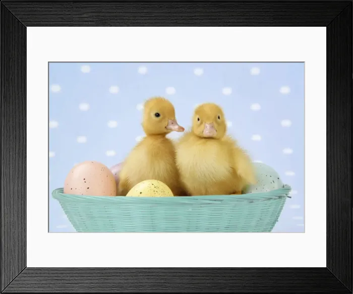 Framed Print : Ducklings, in basket with coloured eggs Digital Manipulation: changed basket colour Framed Print : Ducklings, in basket with coloured eggs Digital Manipulation: changed basket colour