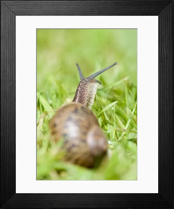 Framed Print : Common Snail on lawn Norfolk UK Framed Print : Common Snail on lawn Norfolk UK