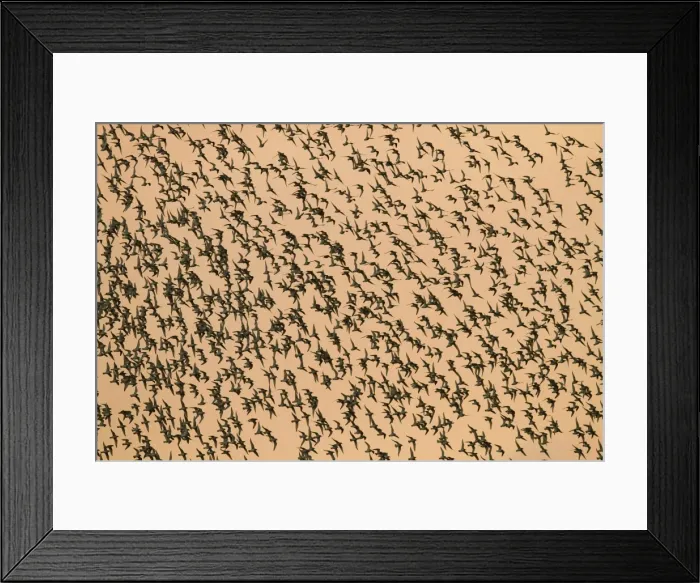 Framed Print : Knot - Thousands of birds leaving their roost and heading out to feed. Norfolk, UK Framed Print : Knot - Thousands of birds leaving their roost and heading out to feed. Norfolk, UK