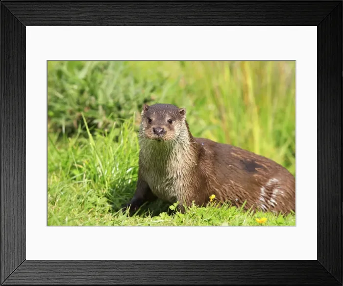 Framed Print : European Otter Framed Print : European Otter