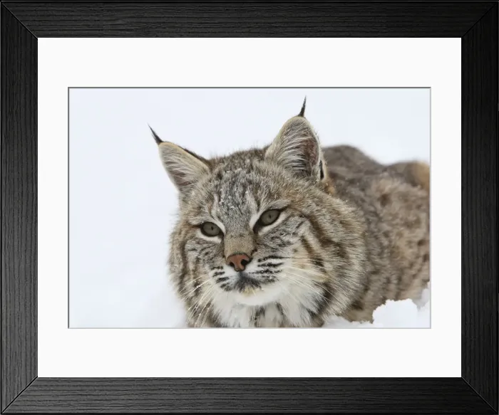 Framed Print : Bobcat - in snow. Montana - USA Framed Print : Bobcat - in snow. Montana - USA